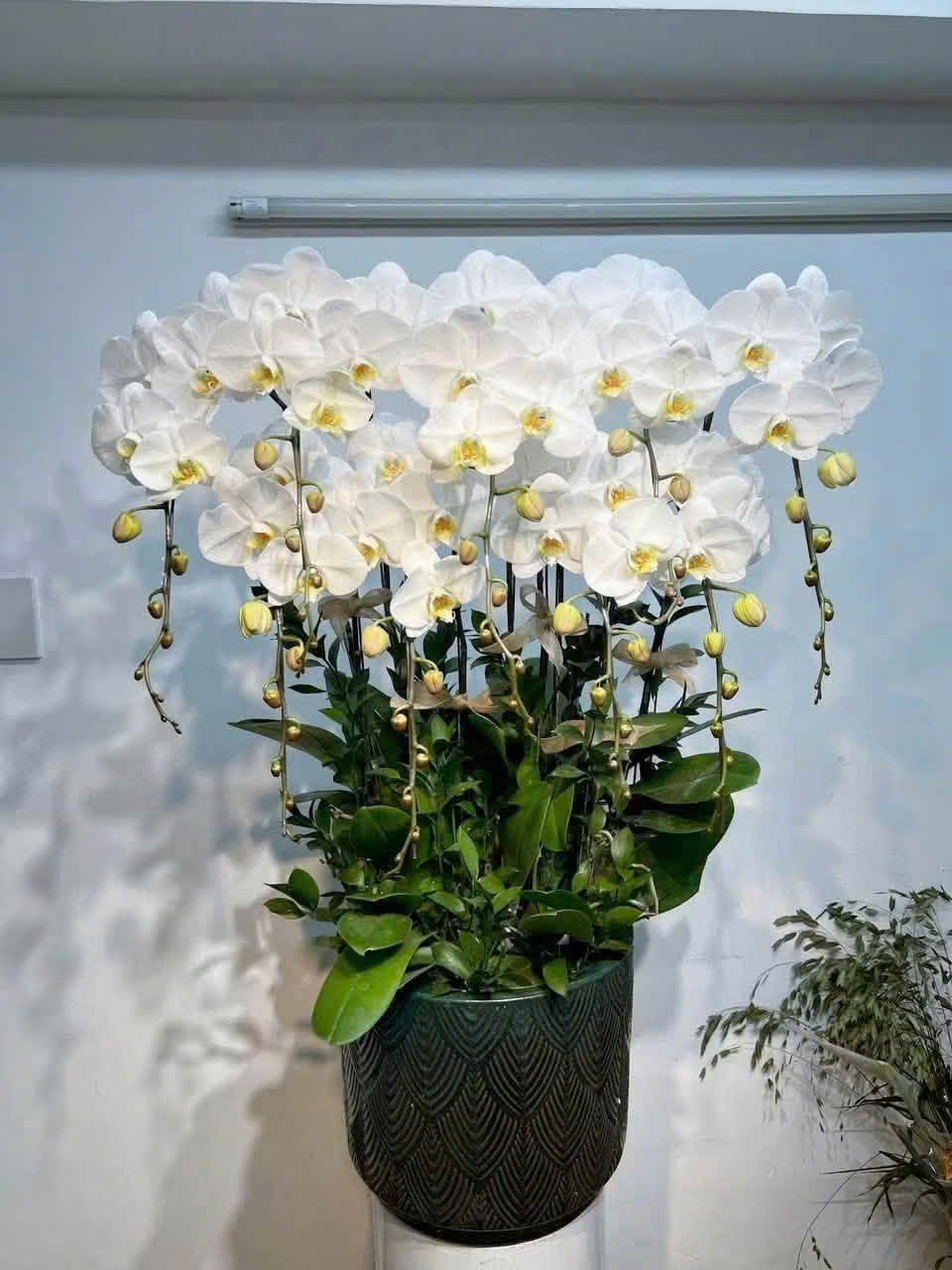 Hoa Khai Trương KT012
